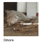 Dimora