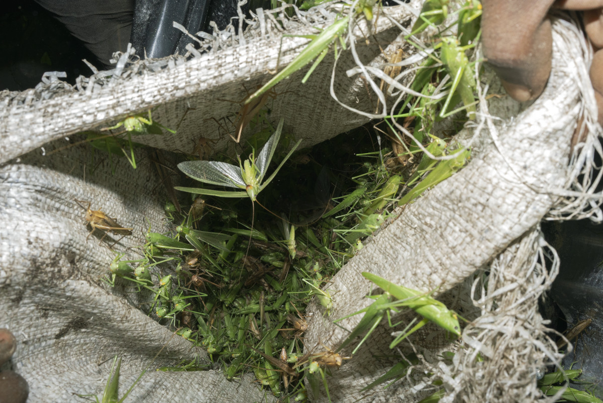 FE-2024-Michele Sibiloni-2