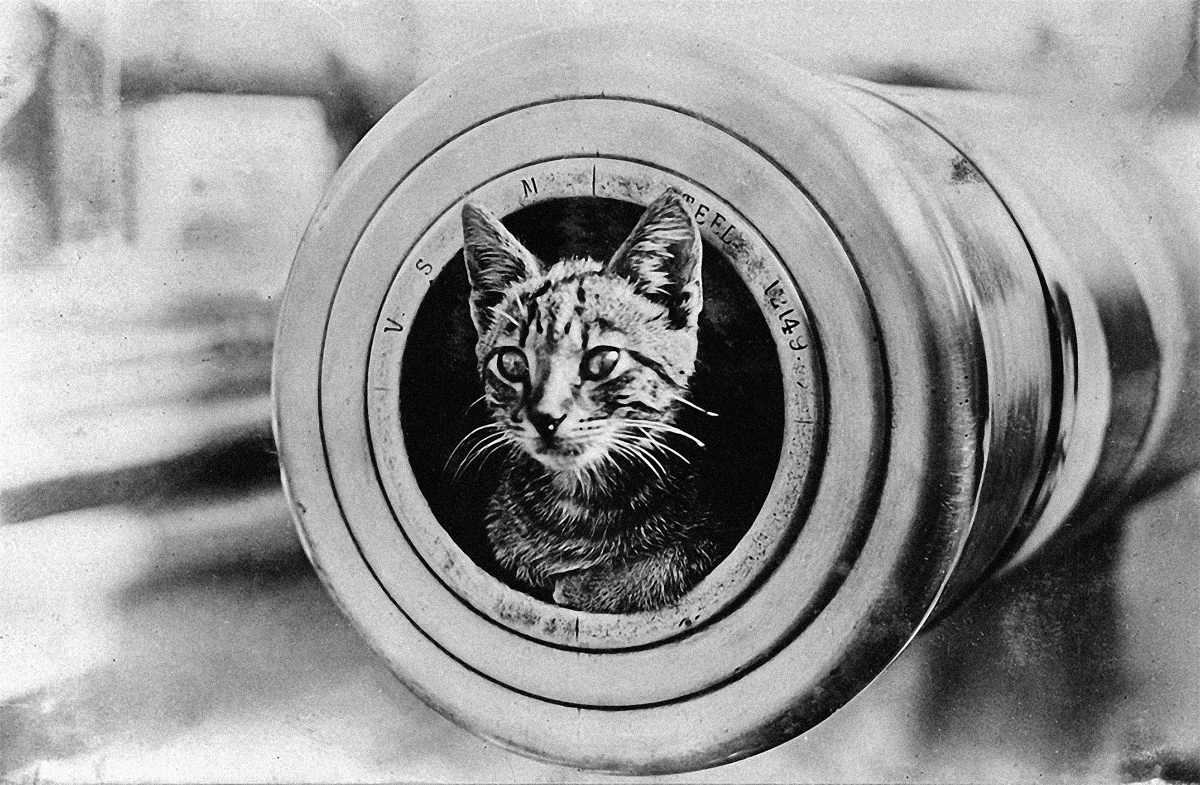 FE-2024-SHIFTERS_Marta-Bogdanska_Cat_Imperial-War-Museums