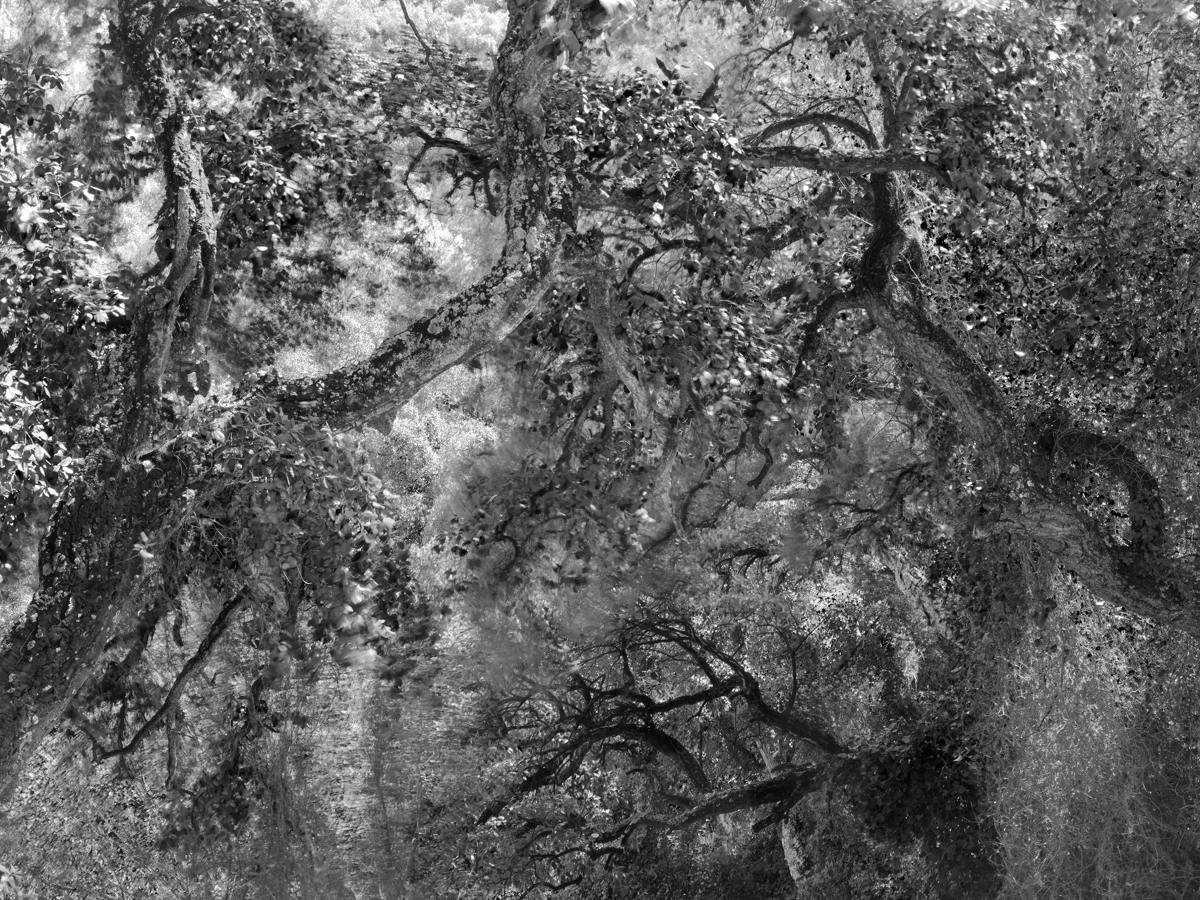 FE-2025-Fighting-trees