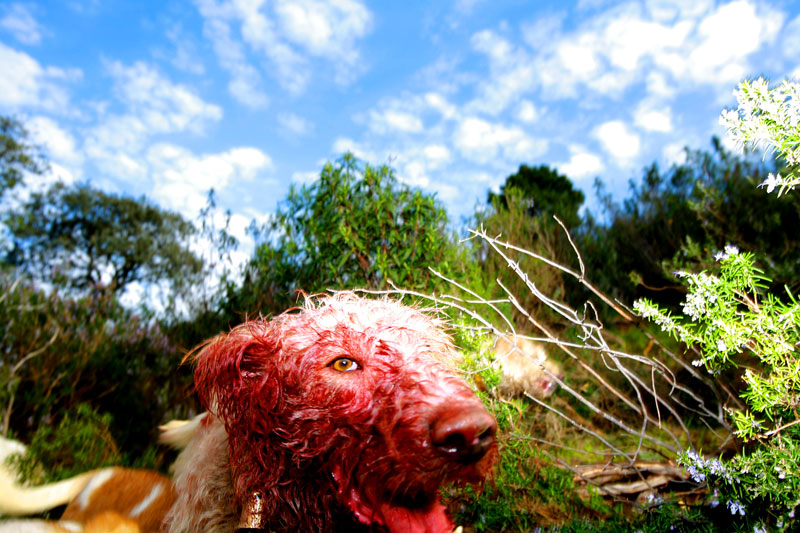 03_ricardocases_lacazadello Untitled (Dog), Spain 2008 © Ricardo Cases
