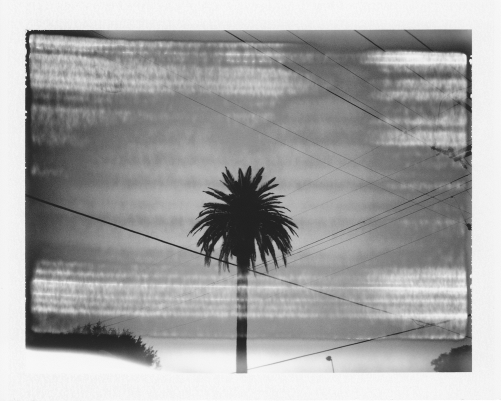 Cyrus Mahboubian Palm Tree, from the series Mulholland Los Angeles, 2015 Unique polaroid 8.5 x 10.8 cm © Cyrus Mahboubian