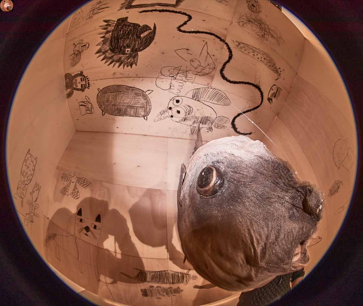 Shoot-fish_0251 Luca Manfredi Wunderkammer. Le stanze delle meraviglie, 2021 ©Luca Manfredi