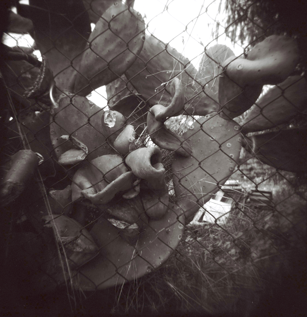 Ziad Antar, Cactus, 2016, 150 x 150 © Ziad Antar