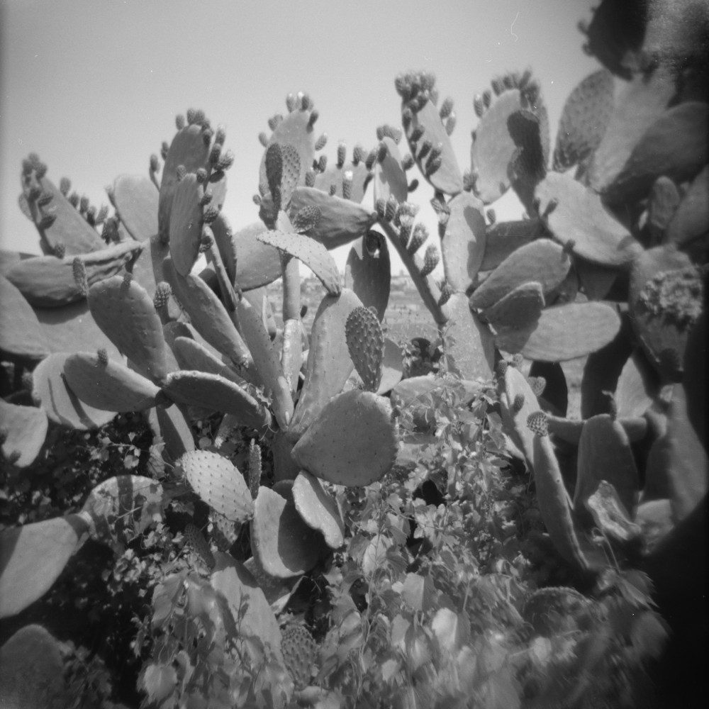 p5f Ziad Antar, Cactus, Malte 150 x 150 © Ziad Antar