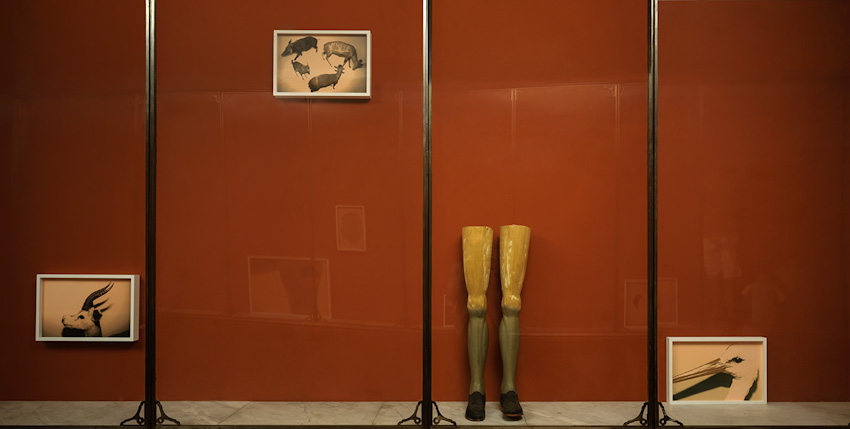 ®Andrea_Ferrari_Wild_Window_Galleria_Parmeggiani-6