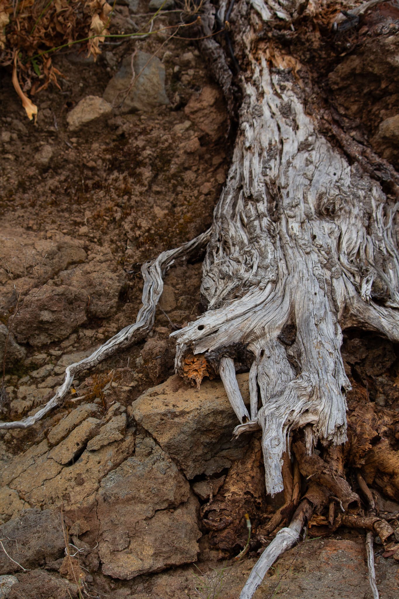 03_Radice_Alina Panzetti – alina panzetti