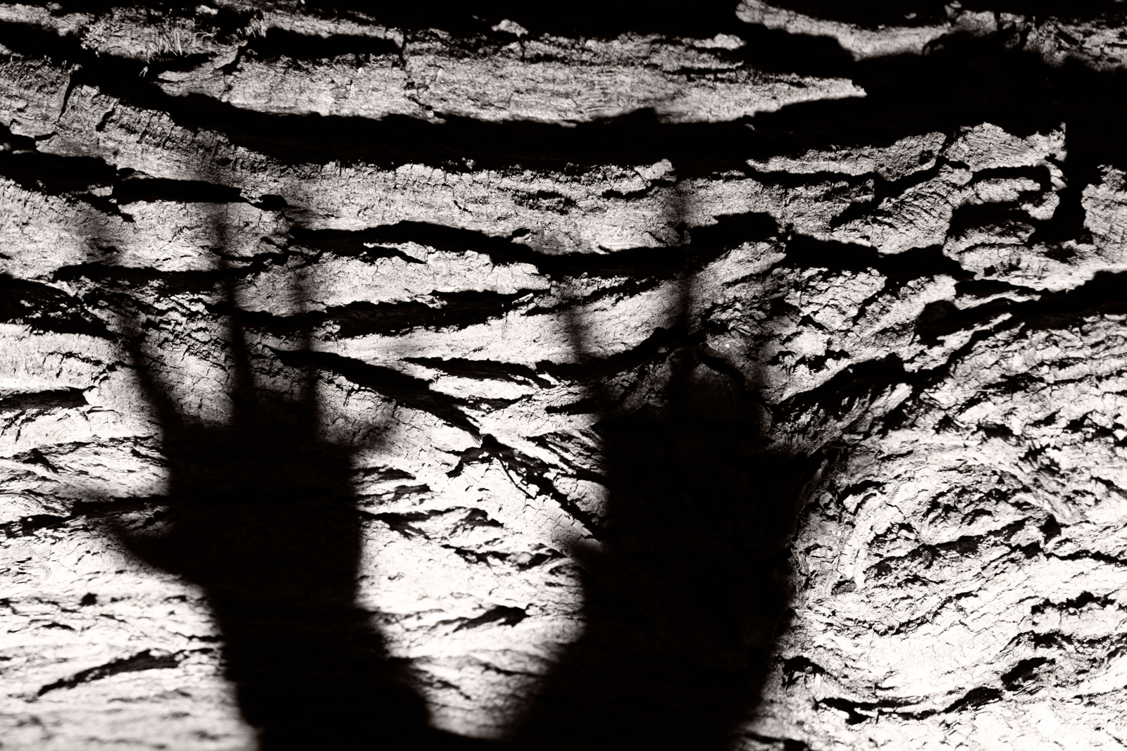 04 _DSC7480.wg9_Fto – Silvia Ribola