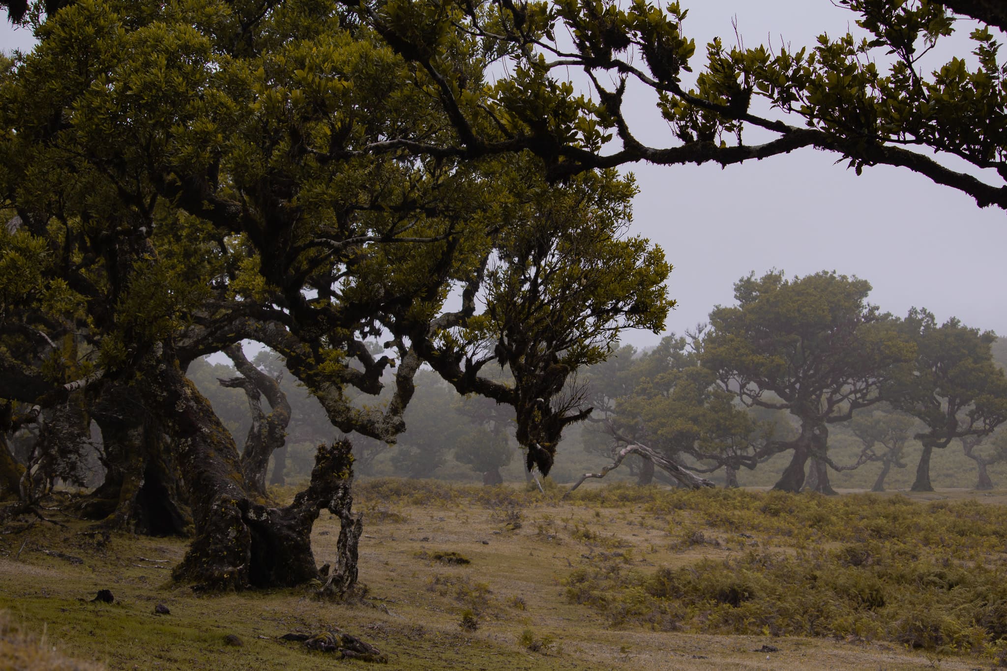 05_Foresta_Alina Panzetti – alina panzetti