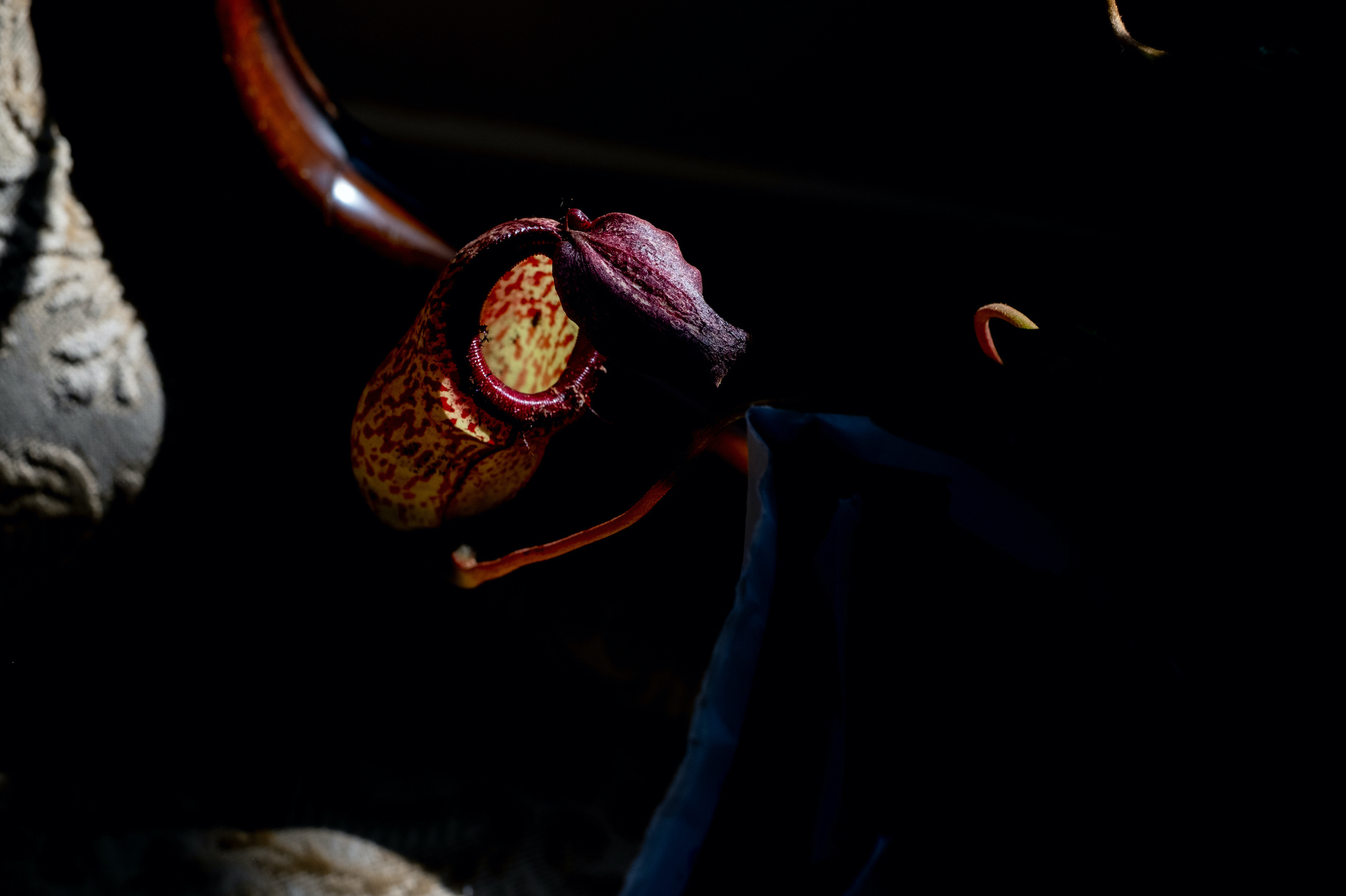 20231123DSCF5469jpg 300 dpi – Serafina Figliuzzi