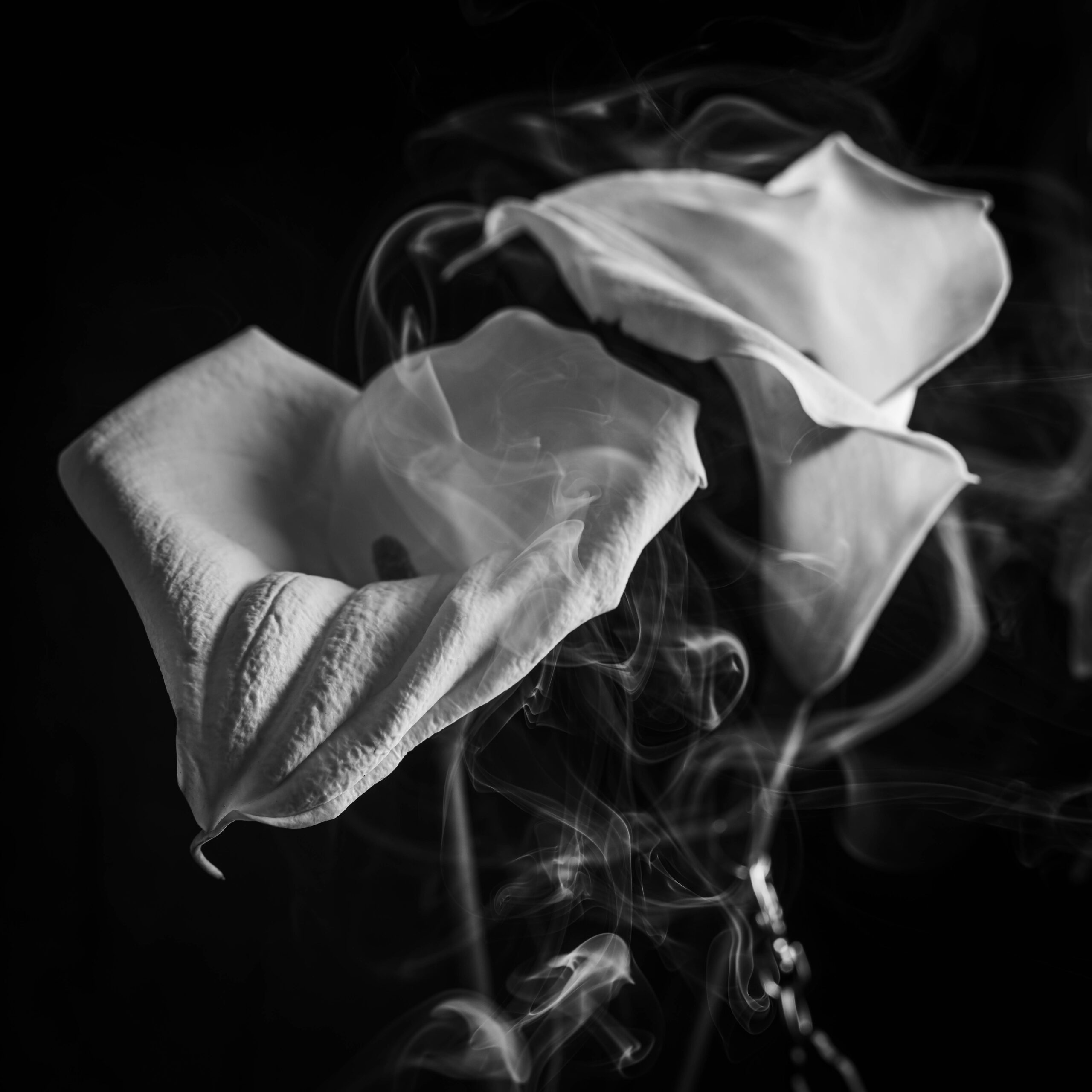 © Andrea Zannoni 2025