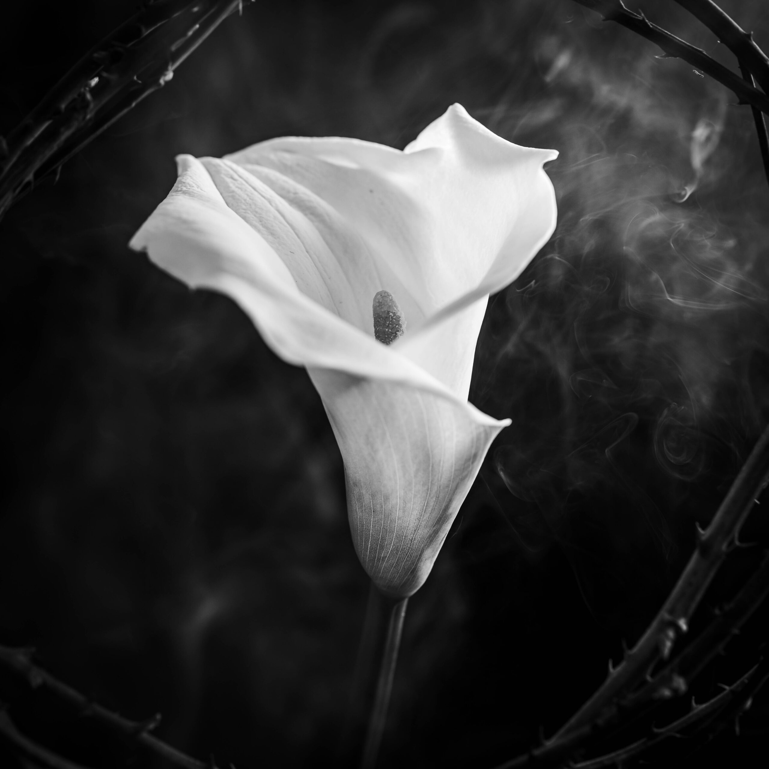 © Andrea Zannoni 2025