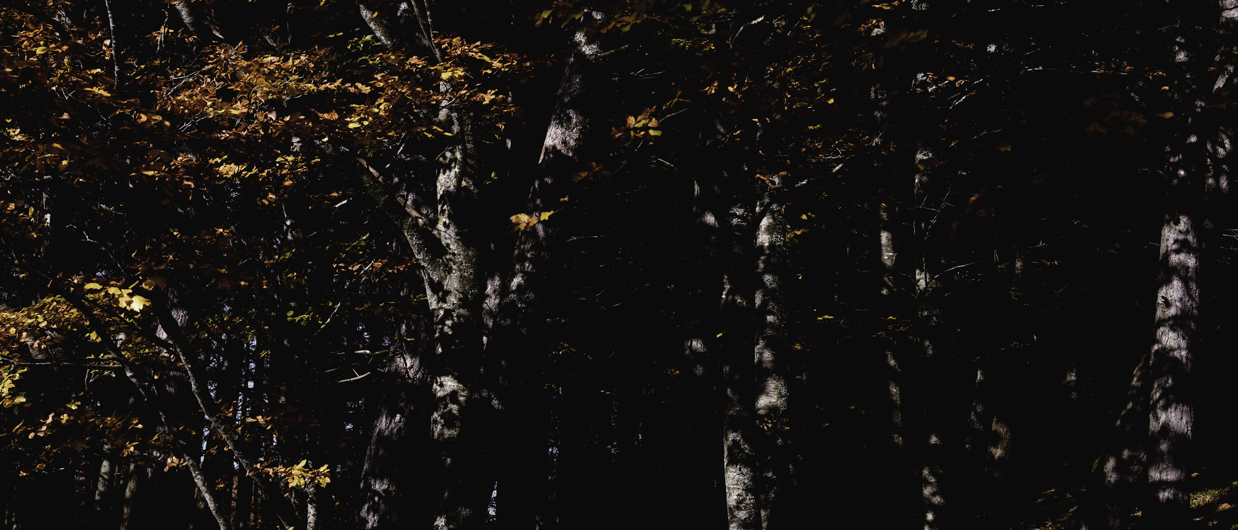 Alberi su alberi – Francesco Pifferi