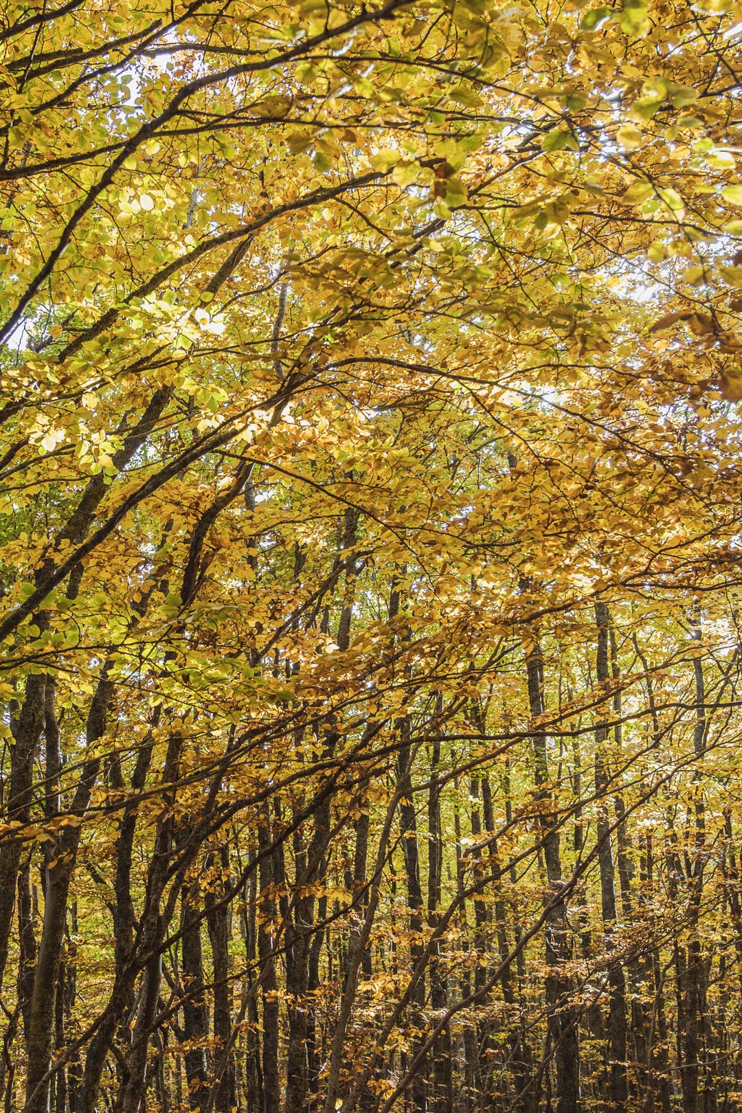 Camminando – Francesco Pifferi
