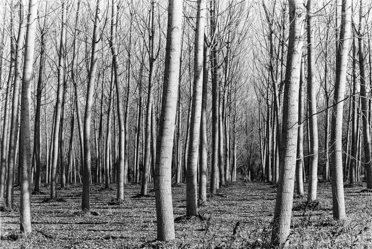 Claudio Galeotti_Elettra Galeotti_6 – Elettra Galeotti