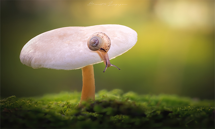 DSC 0038-denoise web – Benedetta Longagnani