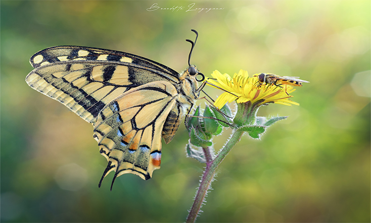 DSC-macaone web – Benedetta Longagnani