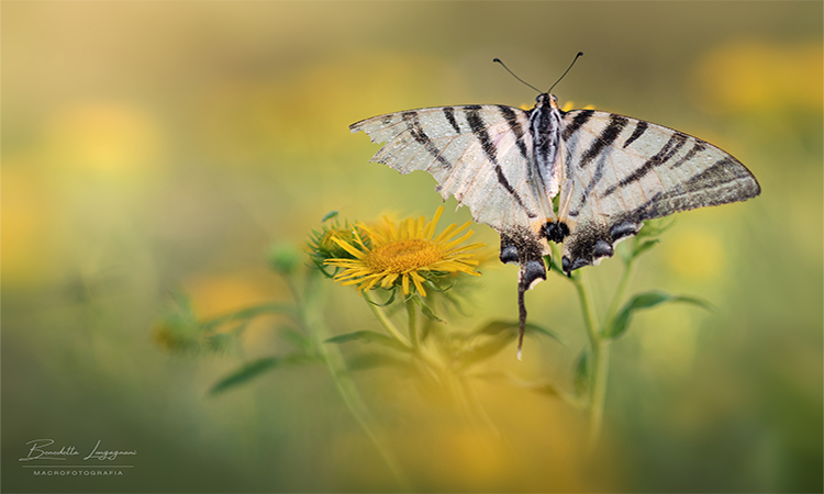 DSC_2959 web – Benedetta Longagnani