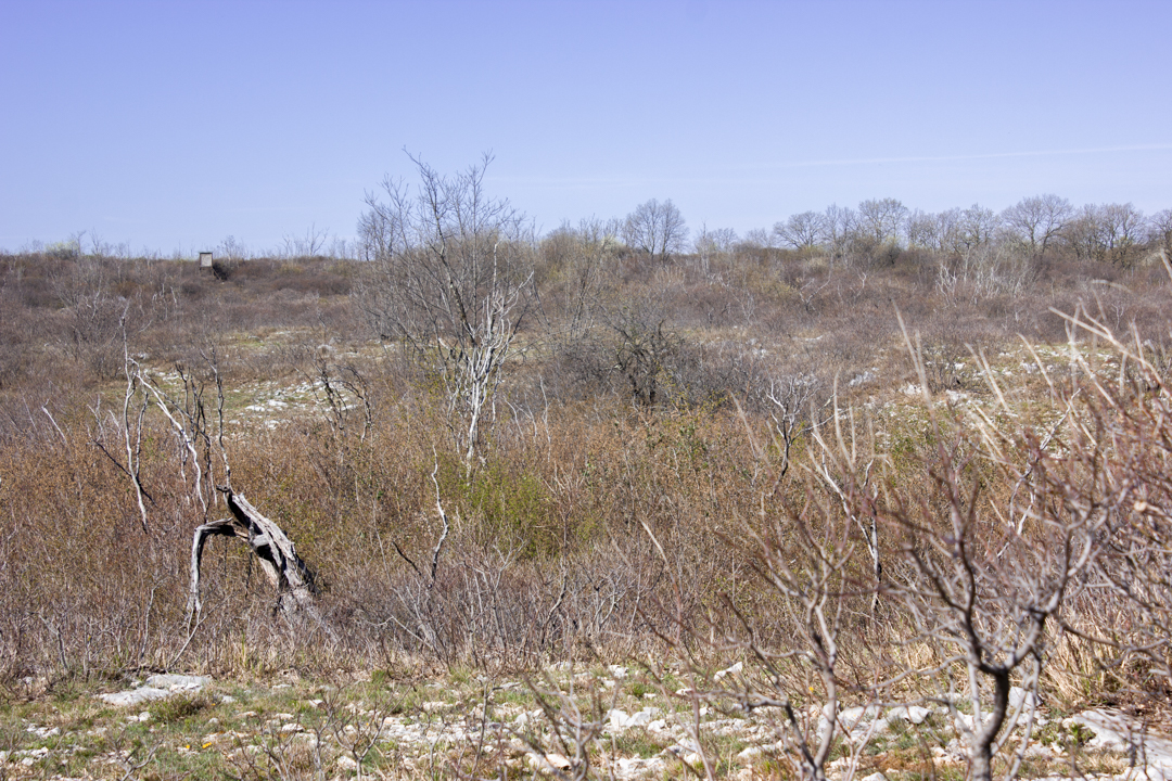 IMG_8523 – Raffaele Zanuttini