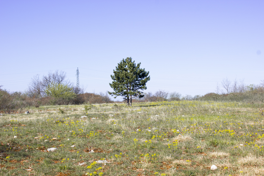 _MG_8494 – Raffaele Zanuttini