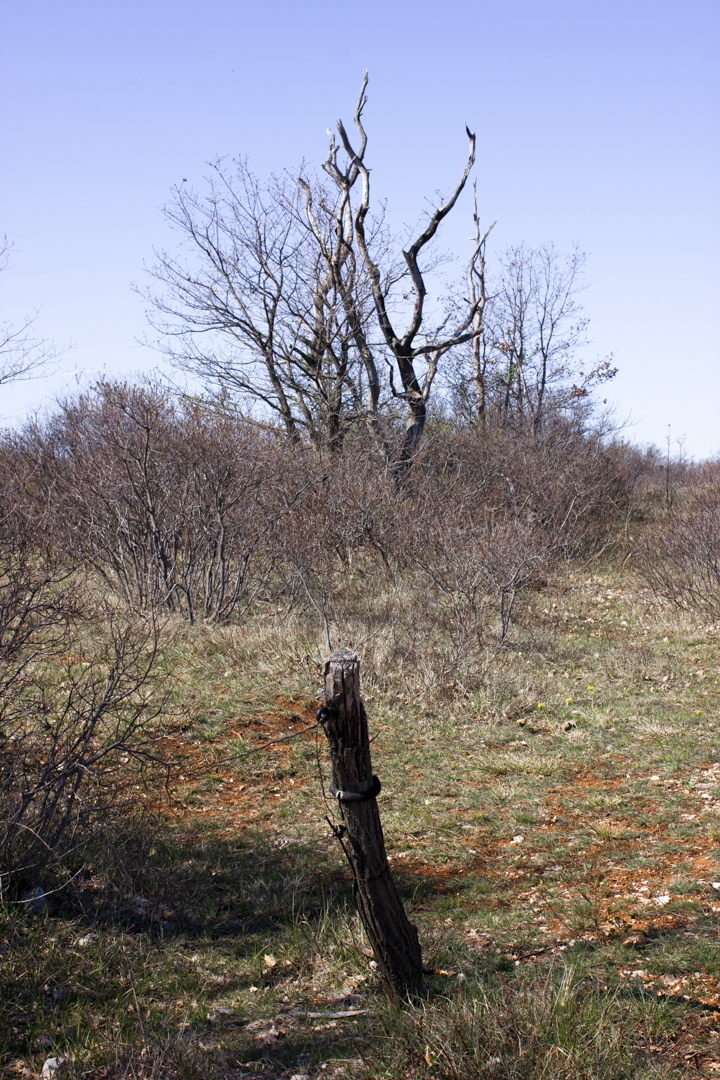 _MG_8550 – Raffaele Zanuttini