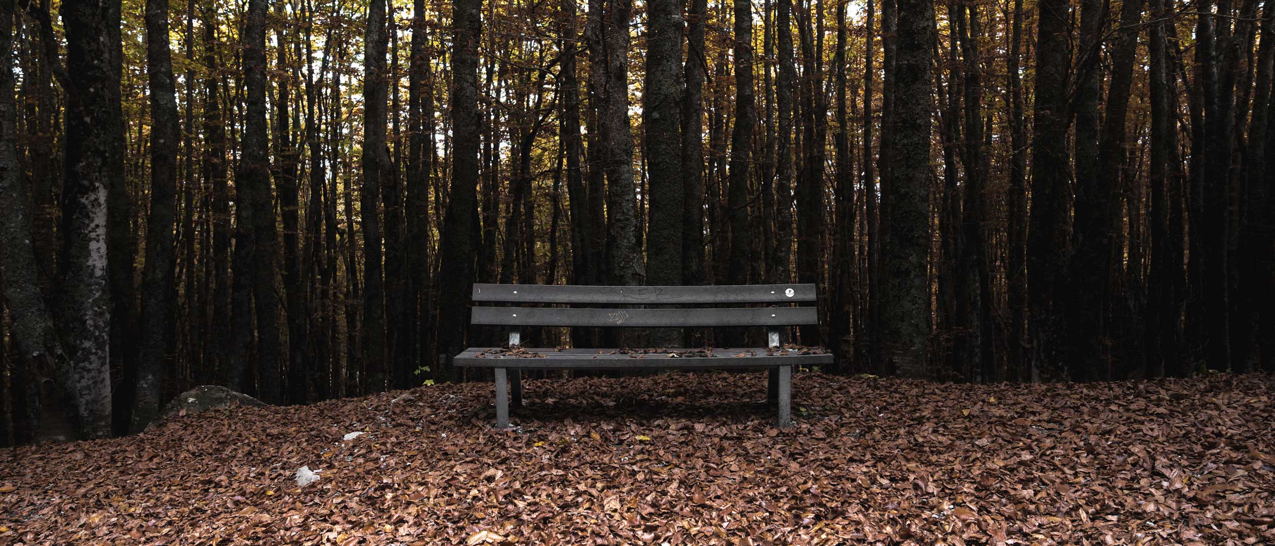 Panchina sul percorso – Francesco Pifferi