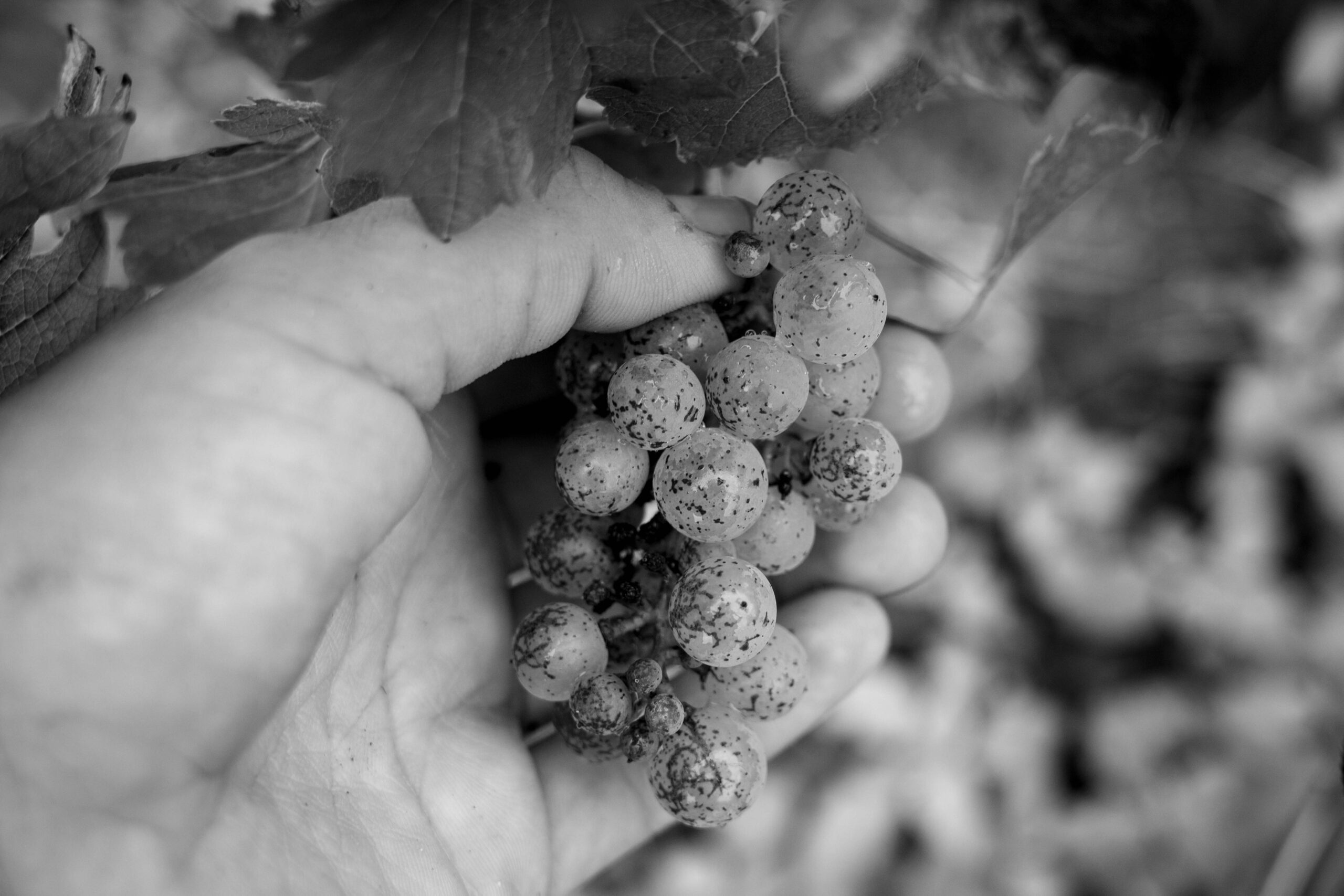 R0003686b – Veronica Carcano