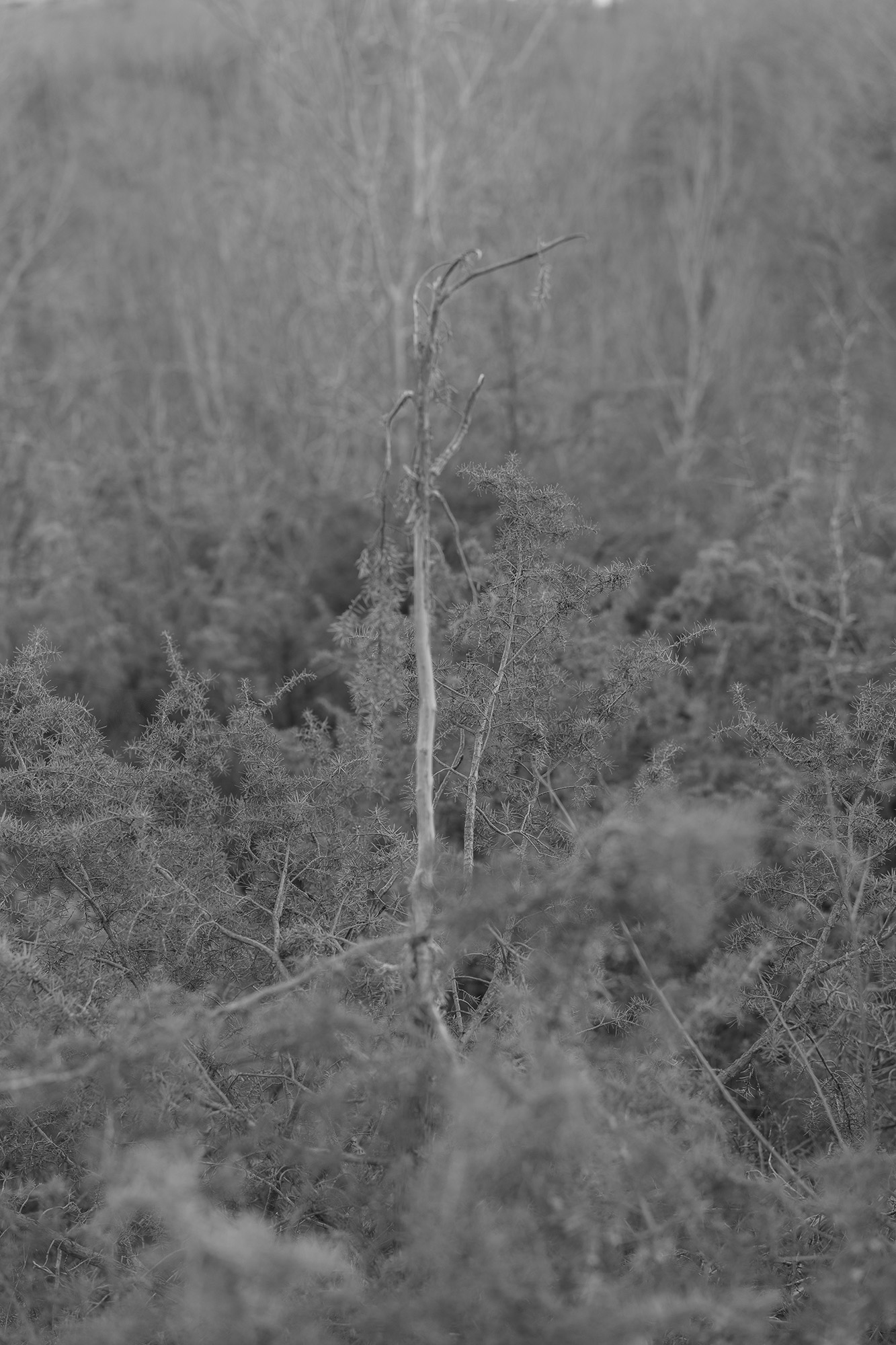 Savelli_Alessandra_02 – Taryn Ferrentino