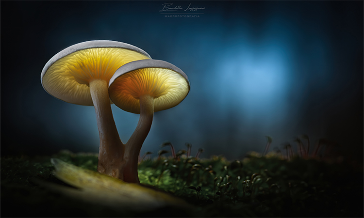 Senza titolo-1-Recuperato-denoise web – Benedetta Longagnani