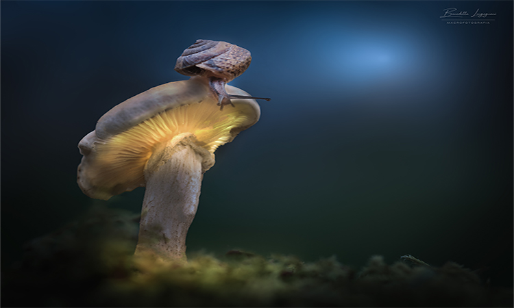 d afinire web – Benedetta Longagnani