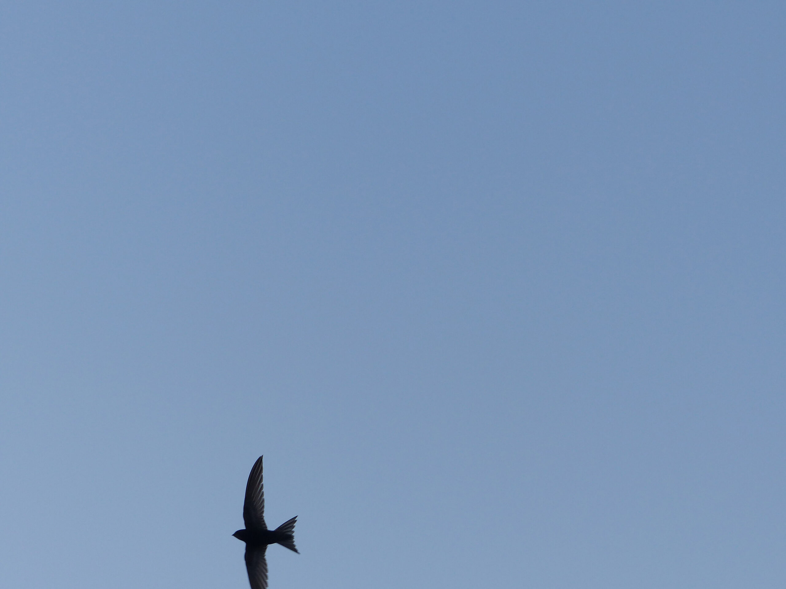 quattro – Marta Fumanti