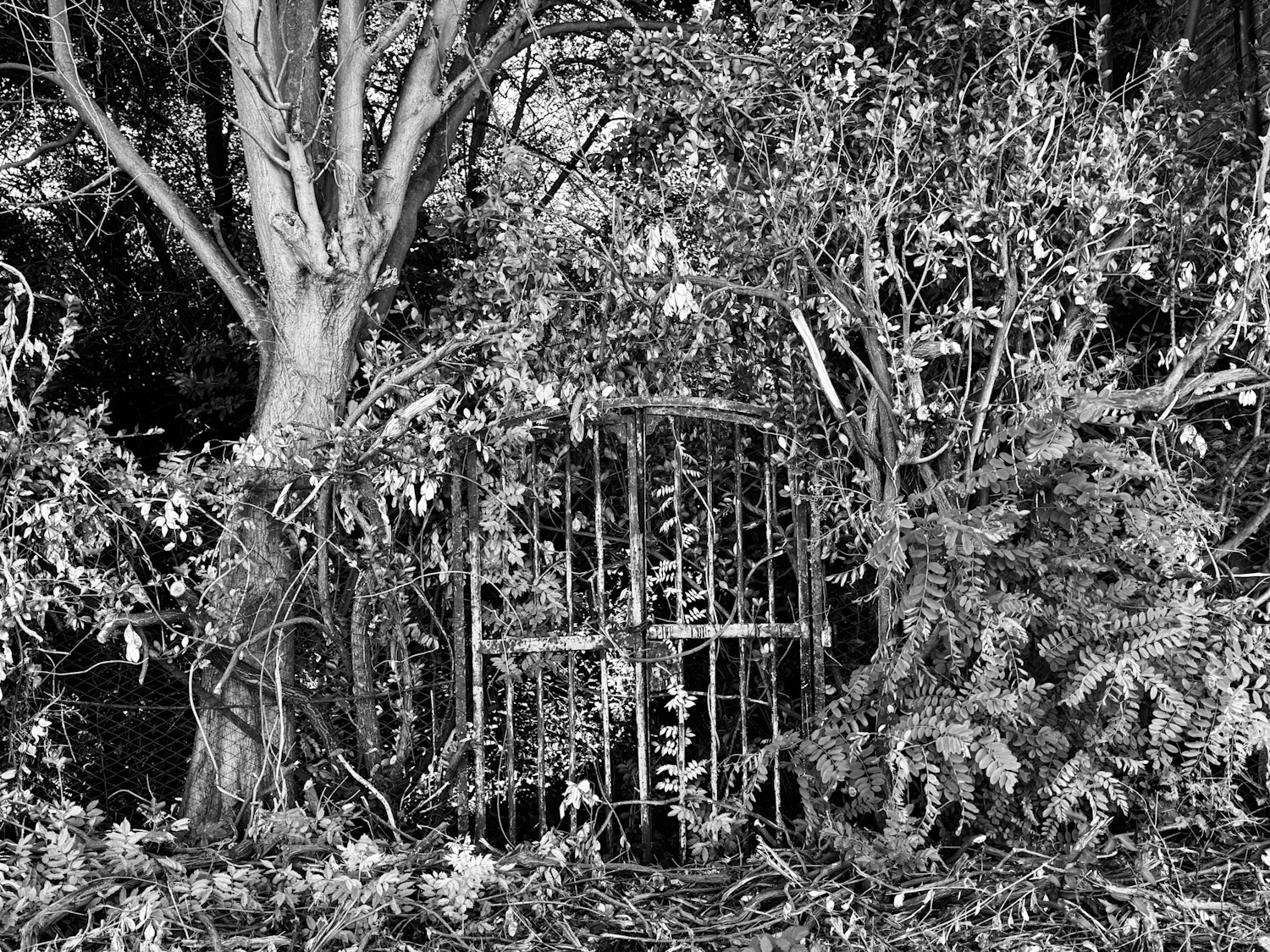 senza titolo-10 – Fiorella Iacono