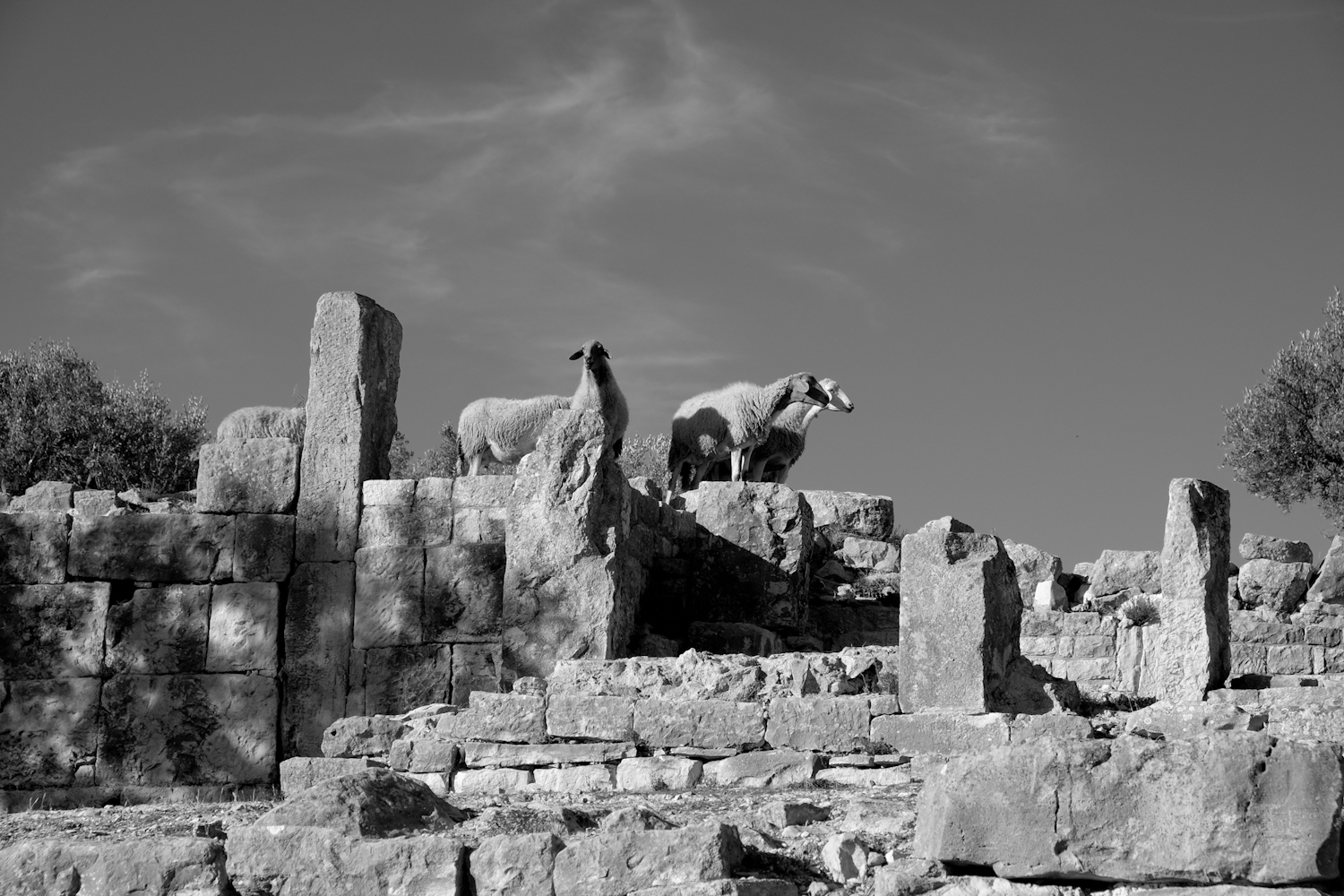 senza titolo-4 – Fiorella Iacono