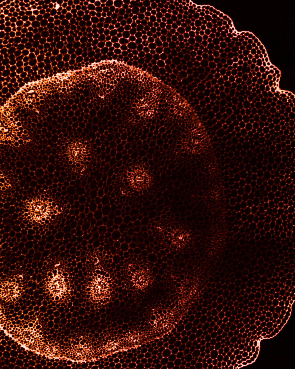 le_jardin_d’hannibal_marine_lanier_5