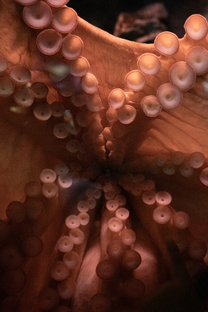 © Federica Torrenti_La Fortezza