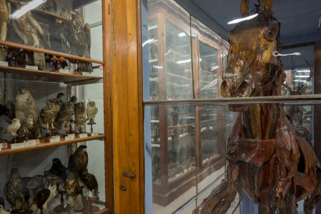 Museo di Storia Naturale, Università di Pavia, 2016
© Joan Fontcuberta