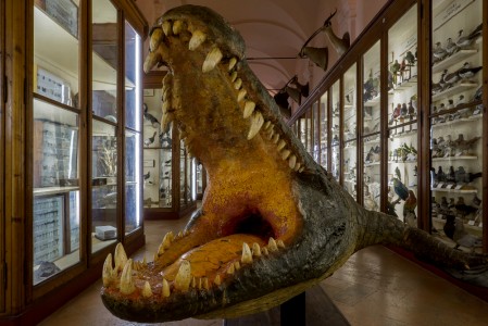 Musei Civici di Reggio Emilia, Sala di Zoologia, 2014
© Joan Fontcuberta