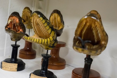 Museo di Storia Naturale, Università di Pavia, 2016
© Joan Fontcuberta