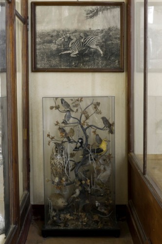 Musei Civici di Reggio Emilia, Sala di Zoologia, 2015
© Joan Fontcuberta