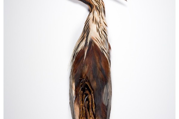 Juan del Junco, El sueño del ornitólogo – Gimperial, 2008, C-print
© Juan del Junco (With the collaboration of EBD-CSIC)