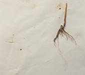 Kukka Maria Rosenlund, Herbarium (1970), Finland 2016, Paper, tape, root