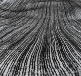 Mario Giacomelli, natura morta con fichi, datazione incerta tra il 1954 e il 1961, vintage, stampa ai sali minerali d’argento, cm 27,5x36,5.