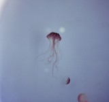 Vittorio Mortarotti,Untitled, dalla serie The First Day of Good Weather, Giappone, 2013, courtesy Van Der Gallery ©Vittorio Mortarotti