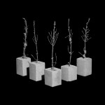 Jaakko Kahilaniemi, Permanent Planting, 2018©JaakkoKahilaniemi