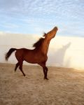 Jitka Hanzolvà, From the series: Horse (2007-2014), Courtesy the artist and Galleria Raffaella Cortese, Milan