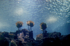 © Domenico Camarda, Untitled 02, from Liquido series, 2017