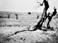 What remains of a field of olive trees in Parabite, near Gallipoli, the centre of the xylella epidemic. The trees were burnt in the attempt to prevent the further spread of the pest that causes the trees quick decline syndrome.