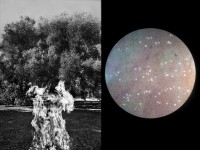 Left: A field of olive trees near Ugento, Salento, is cleared with fire. In its search for a remedy against the xylella epidemic, the EU has suggested some Ògood agricultural practicesÓ as burning the affected dead branches, leaves and wild weeds. 
Right: A colony of xylella bacteria is grown to be studied at the Institute for Sustainable Plant Protection in Bari, a major institution dedicated to the study  of xylella pest.