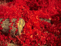 Birch Street. – Août 2021.