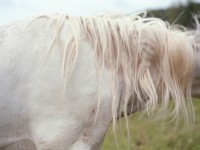 Il cavallo di Jean-François, venuto a vivere nelle Valli dal Belgio © Valentina Iaccarino